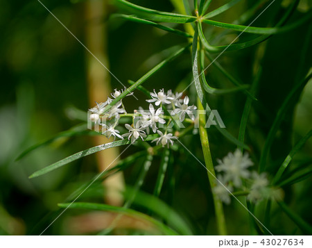 Close up of Shatavari plant 43027634