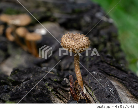 wind mushroom on tree 43027643