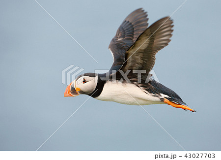 Atlantic puffin in flight against clear blue sky Atlantic puffin in flight against clear blue sky 43027703