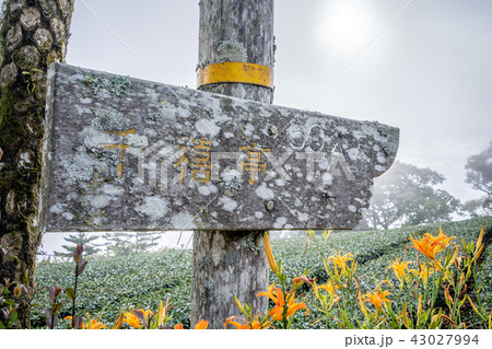 ニッコウキスゲ キスゲ デイリリー 43027994