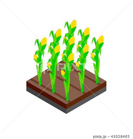 Growing tulips isometric 3d icon 43028405
