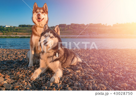 Two siberian husky dogs sitting side by side. 43028750