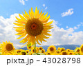 ひまわり青空 43028798