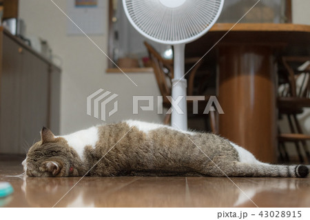 猫と扇風機 43028915