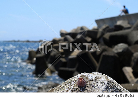 海・夏の思い出・テトラポット 海・夏の思い出・テトラポット 43029063