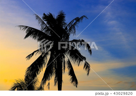 sunset beautiful colorful and silhouette tree sunset beautiful colorful and silhouette tree 43029820