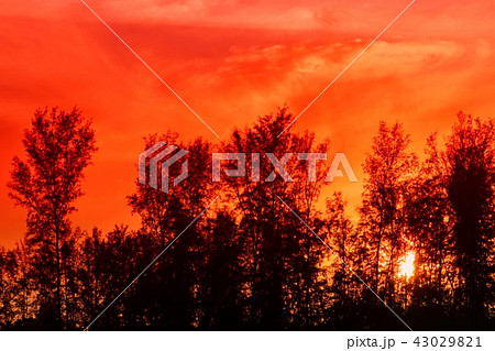 sunset beautiful colorful and silhouette tree sunset beautiful colorful and silhouette tree 43029821