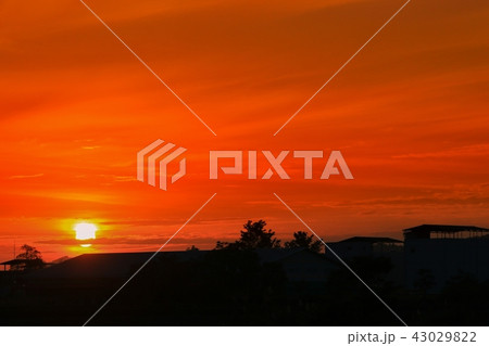sunset beautiful colorful and silhouette tree sunset beautiful colorful and silhouette tree 43029822