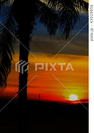 sunset beautiful colorful silhouette tree in sky sunset beautiful colorful silhouette tree in sky 43029956