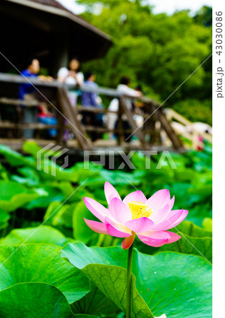 [千葉県] 満開の大賀ハス 43030086