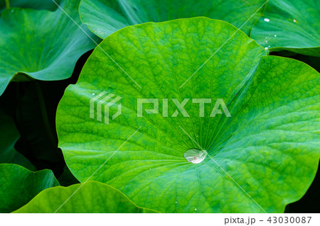 [千葉県] 満開の大賀ハス 43030087