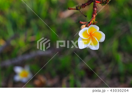 Plumeria flower white and pollen yellow beautiful Plumeria flower white and pollen yellow beautiful 43030204