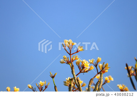Plumeria flower white and pollen yellow beautiful Plumeria flower white and pollen yellow beautiful 43030212