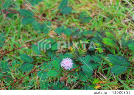 mimosa pudica flower of shy plant mimosa pudica flower of shy plant 43030352