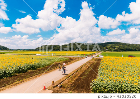【栃木県】ひまわり畑 益子 夏 昼 43030520