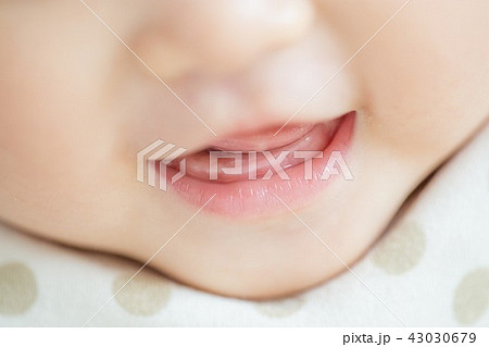 乳歯 乳歯 43030679