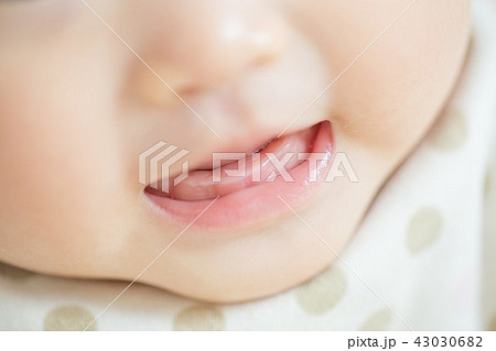 乳歯 43030682