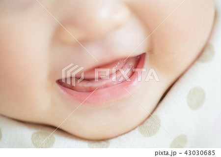 乳歯 43030685