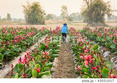 planter spraying pesticide in partition Canna planter spraying pesticide in partition Canna 43031017