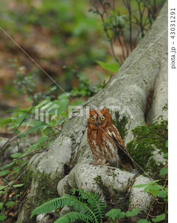 コノハズク（赤色型） 43031291