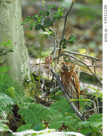 コノハズク（赤色型） 43031296