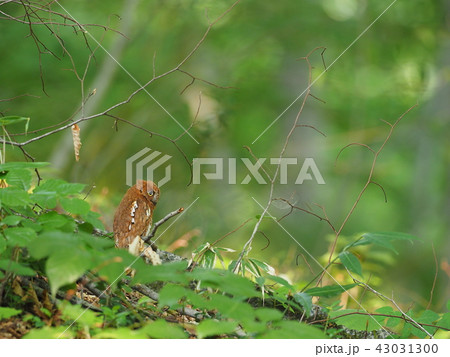 コノハズク（赤色型） 43031300