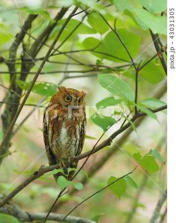 コノハズク(赤色型) コノハズク(赤色型) 43031305