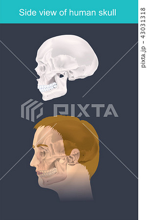 Side view of human skull. Illustration infographic Side view of human skull. Illustration infographic 43031318