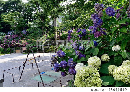 板橋区出井の泉公園 アジサイ 板橋区出井の泉公園 アジサイ 43031619