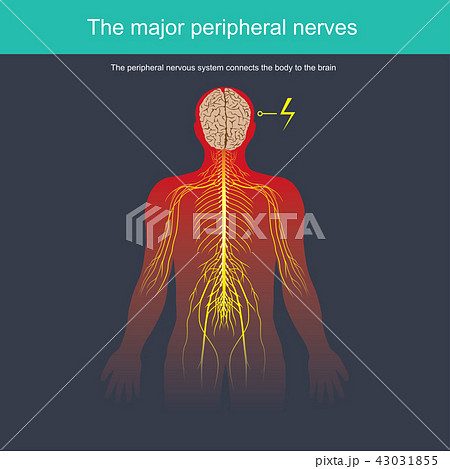 The peripheral nervous system connects the body 43031855