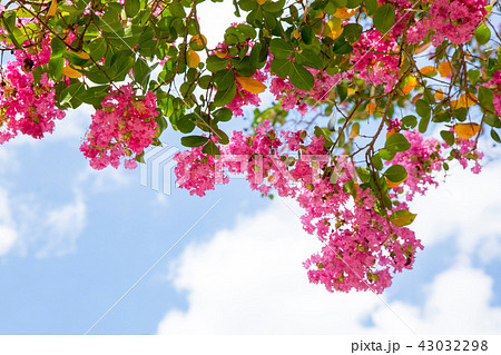 サルスベリの花 サルスベリの花 43032298