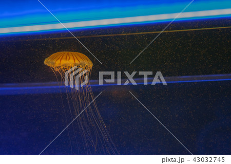 Chrysaora melanaster, Japanese sea nettle swimming Chrysaora melanaster, Japanese sea nettle swimming 43032745