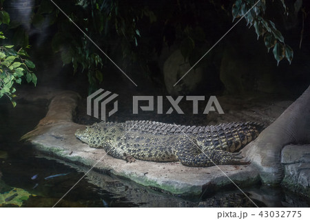 Alligator lying on the stone inside aquarium 43032775