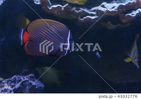 Redtail butterflyfish, Chaetodon collare swimming Redtail butterflyfish, Chaetodon collare swimming 43032776