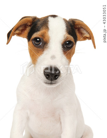 Jack Russell terrier puppy on white background 43033051