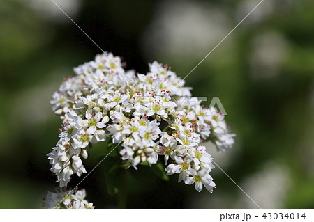 蕎麦の花 - 日本の８月 - 43034014