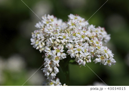 蕎麦の花と蟻 - 日本の８月 - 43034015