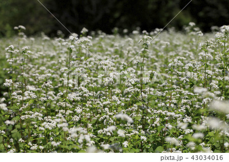 蕎麦の花 - 日本の８月 - 43034016