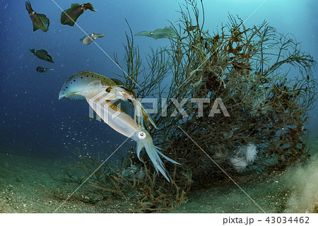 アオリイカ 43034462