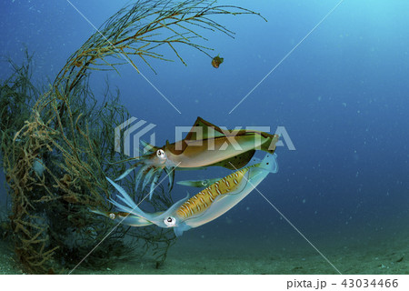 アオリイカ 43034466