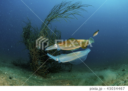 アオリイカ 43034467