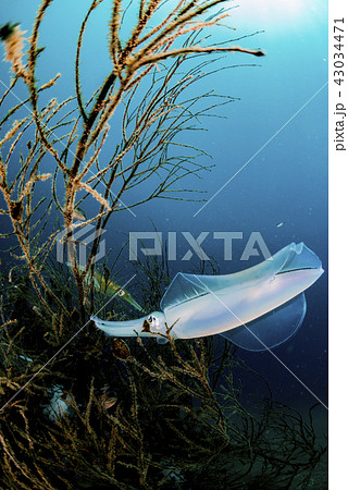 アオリイカ アオリイカ 43034471