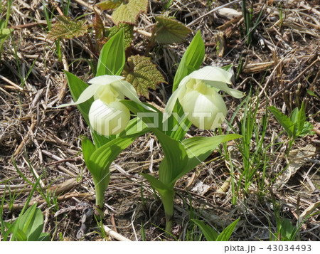 レブンアツモリソウ 43034493