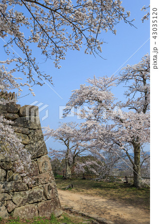 国宝彦根城　西の丸の桜 43035120
