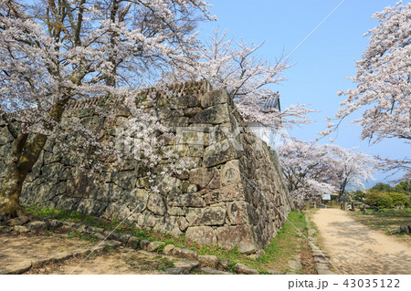 国宝彦根城　西の丸の桜 43035122