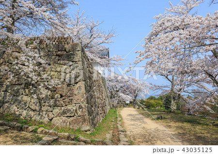 国宝彦根城　西の丸の桜 43035125