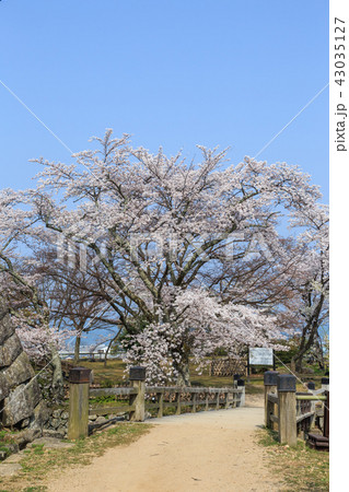 国宝彦根城　出曲輪の桜 43035127