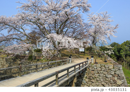 国宝彦根城　出曲輪の桜 43035131