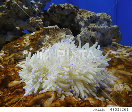 イソギンチャク 43035261