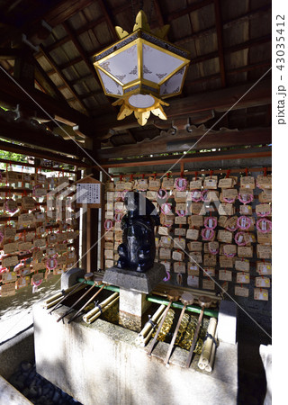 岡崎神社　子授けうさぎ（手水舎） 43035412